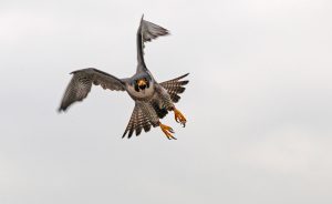Kathy, a female peregrine, has sharp, strong talons — perfect for catching prey. | Photo courtesy of Indiana Department of Natural Resources