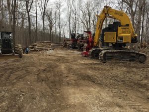 Published in 2017, Matt Flaherty's article about the logging along the Tecumseh Trail is still widely read today. | Limestone Post