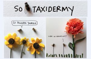 Ali Beckman brings bugs to life on Instagram @SoFlyTaxidermy, which has more than 140K followers. While the Bloomington resident says her goal is “to make people laugh” and see the beauty in insects, her cartoons often address grittier topics. A collection of her work is being published by Red Lightning Books. | Photos courtesy of Ali Beckman