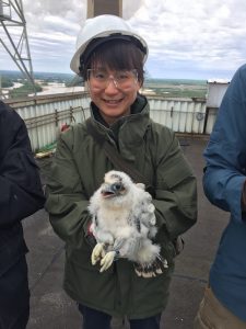 Allisyn-Marie Gillet, an ornithologist with the Indiana Department of Natural Resources, holds a recently banded peregrine falcon chick. ‘The installation of the [Motus] towers is important because they are a function of researchers doing work on migratory species like birds and bats,’ Gillet says. | Photo by the Indiana Department of Natural Resources