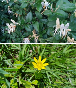 Invasive plants cause problems by outcompeting native plants for space and resources. Even on private property, their seeds are spread by birds, causing public parks and land to be inundated. (top) Asian bush honeysuckle. | Photo from pxfuel.com; (bottom) Lesser celandine | Photo by Penny Mayes