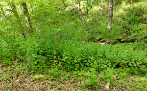 Garlic mustard blankets the valley in Mammoth Cave National Park in Kentucky. While its petite white flowers might be nice to look at, the invasive plant kills soil fungus that native plants rely on; garlic mustard even poisons caterpillars of the West Virginia white butterfly. | Photo by Sean Chung