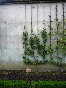 Whether you choose a decorative espalier (above) or a more natural edible forest garden, it is essential to know how many chilling hours are needed for the tree to set fruit. | Photo by Jamie Scholl