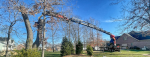 Tree removal using Bluestone Tree's fully extended knuckle boom crane.