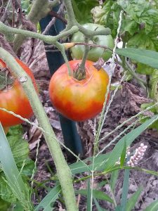 Heat stress can greatly reduce growth and completely stop production of plants that produce fruits, such as tomatoes, Scholl says. These Rutgers tomatoes, however, have yellow shoulders and will never fully ripen due to a potassium deficiency, which a soil test would have detected. | Photo by Jami Scholl