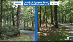 Invasive species removal and vegetation management are part of Bluestone Tree’s services. Click here or on the image to view a video of Bluestone’s work managing Asian bush honeysuckle on a private landowner’s property.
