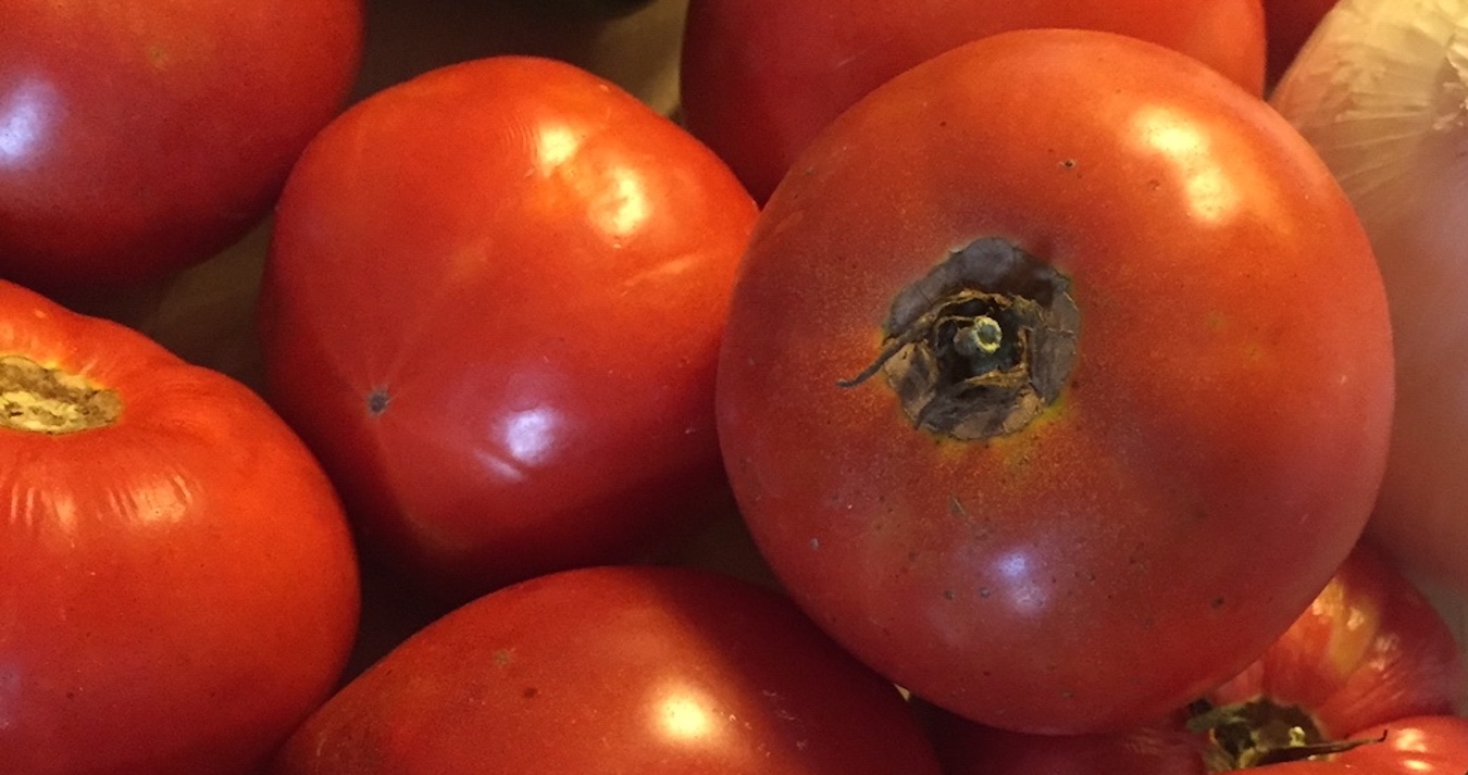 The incredibly edible tomato. | Limestone Post