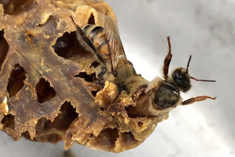 A new queen emerges from a queen cell in a honey bee hive of writer and beekeeper Erin Hollinden. Honey bee populations in the U.S. have declined from 6 million in the 1940s to 2.5 million today. But more than 200,000 hobbyist beekeepers such as Erin are trying to keep them (and ultimately us) alive. | Photo by Marla Bitzer
