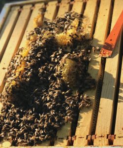 A swarm can contain 5,000 to 20,000 bees, and they are unlikely to sting unless provoked. Scroll down to watch a video and learn more about swarms. | Photo by Erin Hollinden