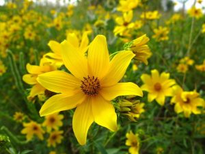 Tickseed sunflower photo by OakleyOriginals, CC by 2.0