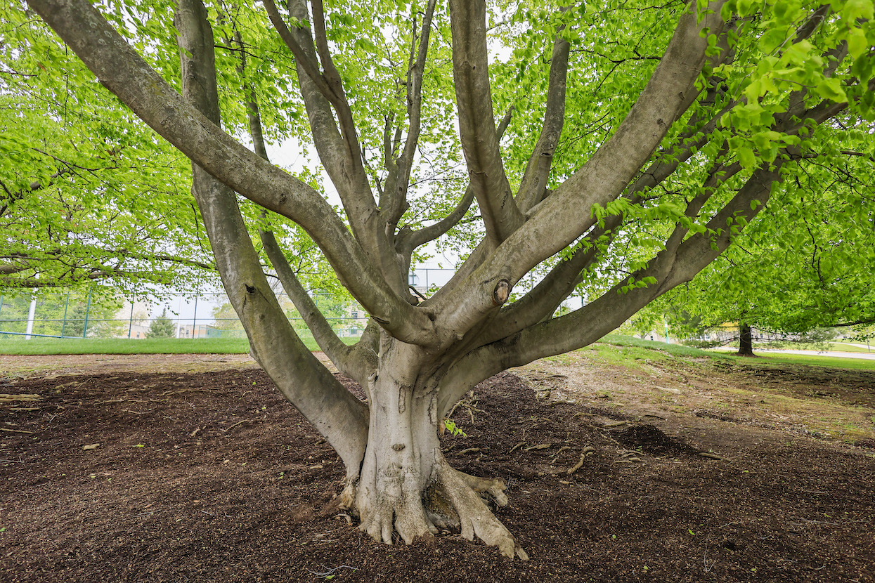 Another beech by the tennis courts behind Wright Quad. | photo by Jeremy Hogan