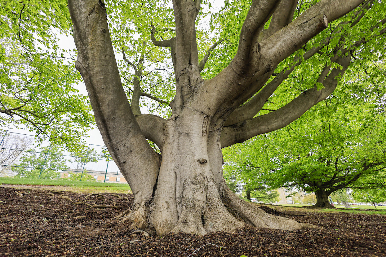 A multi-branching beech tree on East 7th Street by the tennis courts behind Wright Quad. | photo by Jeremy Hogan
