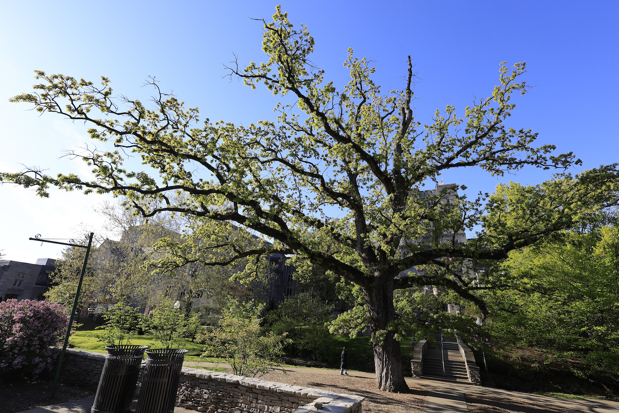 Bur oak in front of the Indiana Memorial Union. | photo by Jeremy Hogan