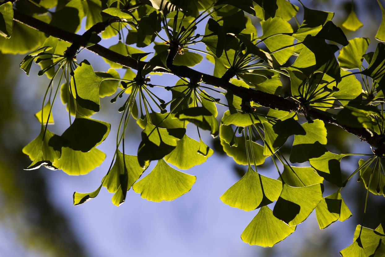 Leaves of a ginkgo tree. | photo by Jeremy Hogan