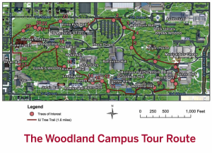 Sarah Mincey, clinical associate professor in SPEA, co-authored the brochure “The Woodland Campus,” which includes a historic walking guide to IU trees.
