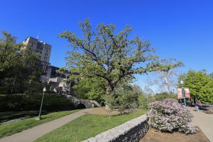 The aging bur oak in front of the Indiana Memorial Union is “getting a lot of care,” says Mike Girvin, landscape coordinator at Indiana University. | Photo by Jeremy Hogan