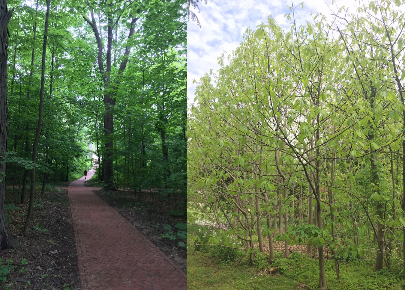 (left) Dunn’s Woods, (right) Paw-paw patch next to Bryan House. | Limestone Post