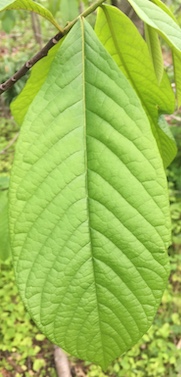 Oblong leaf of the paw-paw | Limestone Post