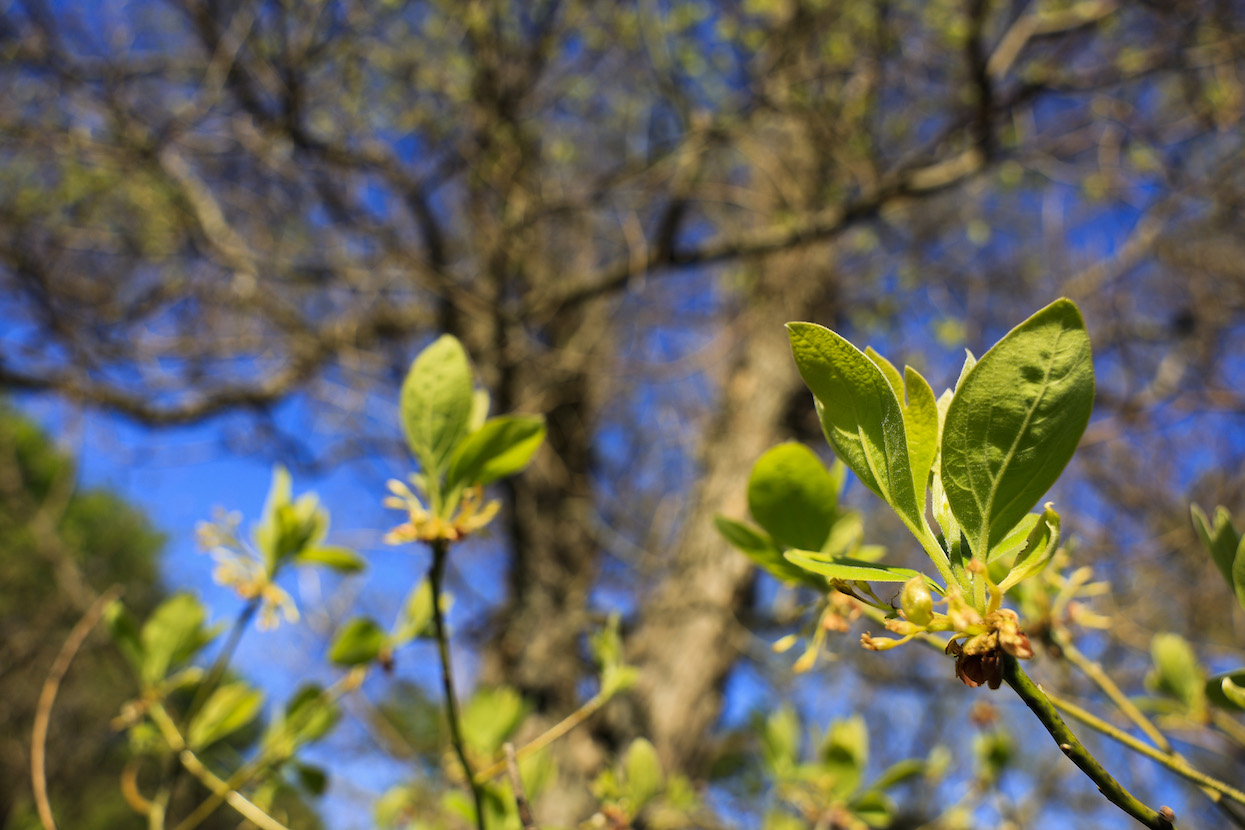 A sassafras tree leafing out. | photo by Jeremy Hogan