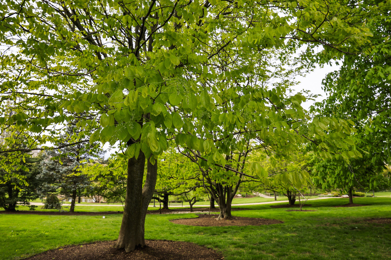 A yellowwood tree in Cox Arboretum in the center of campus.