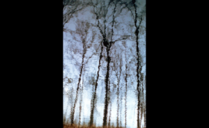 Reflected trees in Nebo Ridge wildlife pond, 1975, Digitized Kodachrome slide | After the U.S. Forest Service proposed a 15,000-acre wilderness for the Hoosier National Forest in 1975, the Indiana Public Interest Research Group (INPIRG) responded with a 32,000-acre Nebo Ridge Wilderness alternative that would have included this wildlife pond in Brown County. Nebo would become part of the wilderness under legislation proposed by U.S. Sen. Mike Braun, with support from the Indiana Forest Alliance.