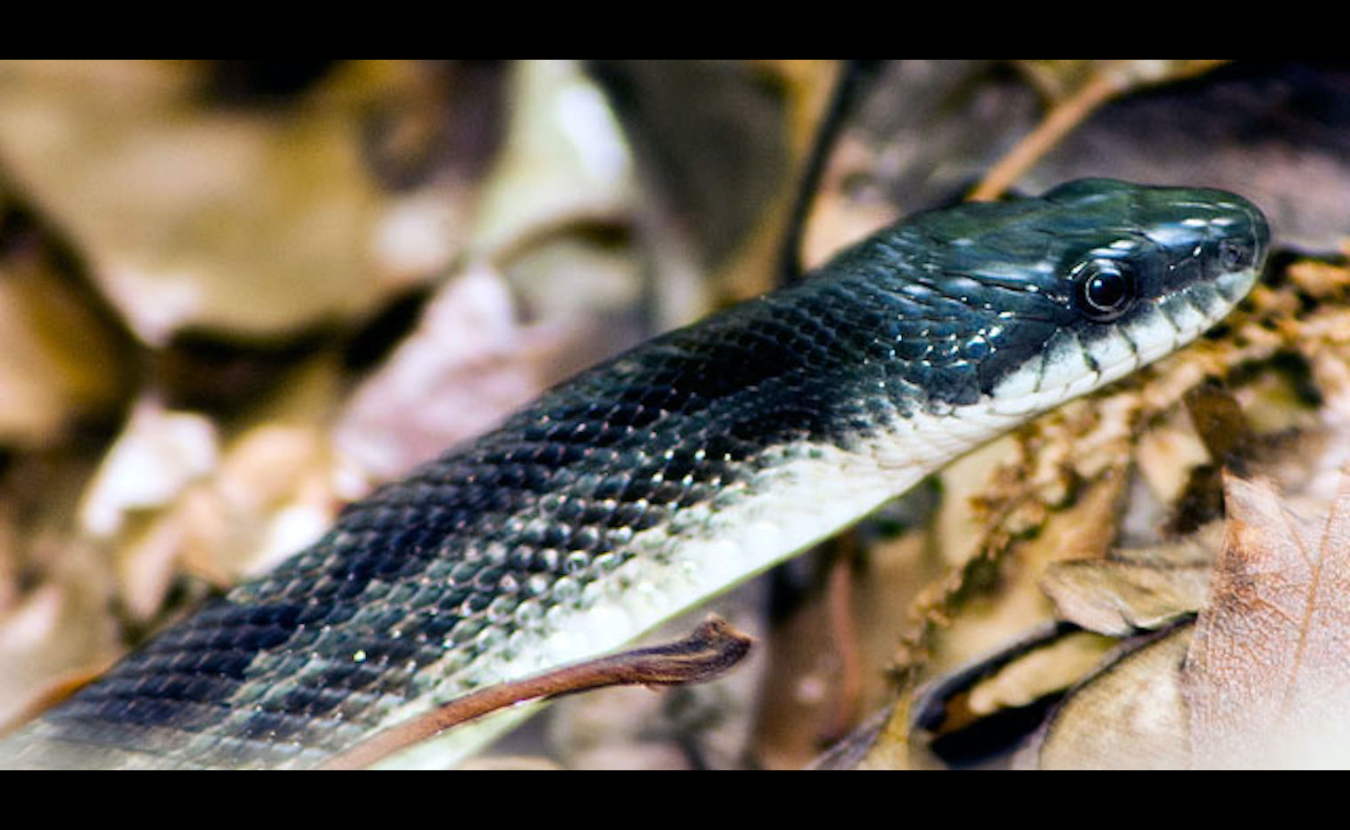 Grubb Ridge Trail, May 2015, Digital image | This rat snake is among the Deam Wilderness’s 300-plus wildlife species that range from snakes, salamanders, frogs, and turtles to gray squirrels, cottontail rabbits, coyotes, and white-tailed deer. All are protected in perpetuity by federal wilderness protection granted to the Deam in 1982.