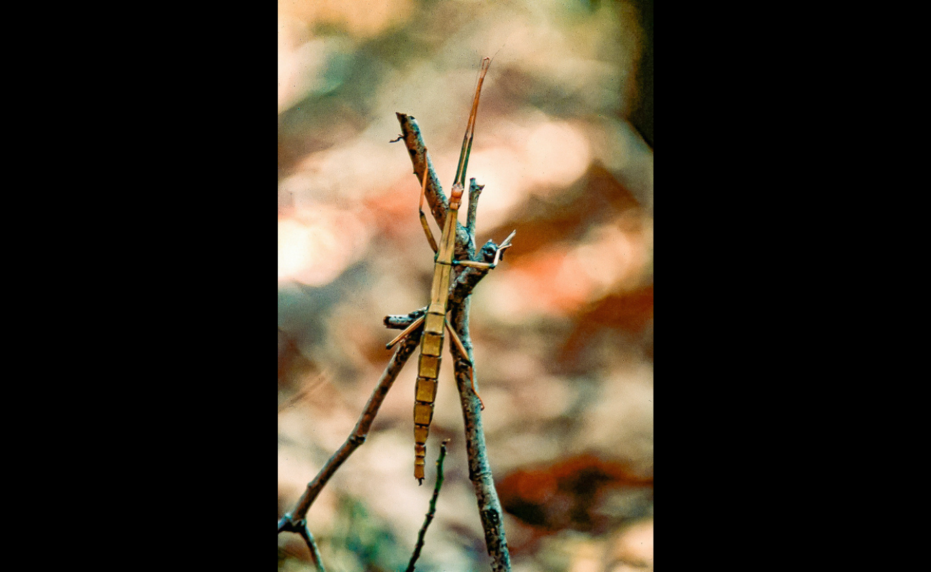 Grubb Ridge Trail, Walking Stick, October 1982, Digitized Kodachrome slide | Walking sticks are highly camouflaged insects that thrive in the deep woods like the Deam Wilderness’s mature eastern hardwoods. Also called stick insects, they live on every continent except Antarctica.
