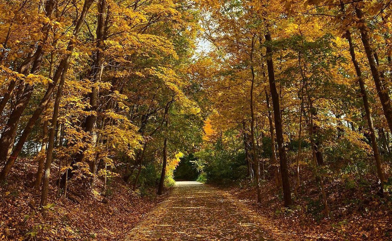 The Limestone Greenway south of Bloomington tunnels through a golden canopy in the fall. Faced with the escalating impacts of climate change, trees are the cornerstone of climate resilience. Planting new trees will be an essential step in sustaining our urban canopy, but managing mature trees is just as important. | Photo by Chris Rall