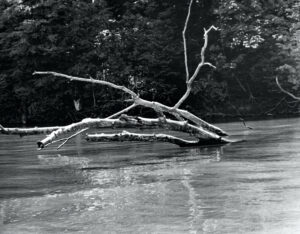 Charles C. Deam Wilderness boundary from Lake Monroe, May 1975, Photocopied B&amp;W print | The present-day Deam’s northern boundary provided the backdrop to this photo of a dead tree submerged by a swollen Lake Monroe just off the Peninsula Trail in May 1975.