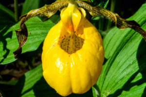 Grubb Ridge Trail, May 2017, Digital image | This Yellow Ladyslipper on Grubb Ridge just off Tower Ridge Road is among the most distinct wildflowers in Deam Wilderness and entire Hoosier National Forest. Other common beauties blanketing the springtime forest floor include trilliums, blue phlox, wild geranium, fire pink, Dutchman’s Breeches and too many more to list.