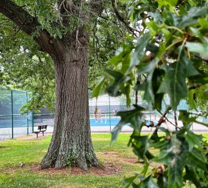 This 34-inch-diameter pin oak that shades the Bryan Park tennis courts could potentially absorb enough stormwater to fill 743,950 16.9 oz. plastic bottles and pull one car’s worth of CO₂ from the atmosphere. | Photo by Eric Fritz