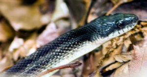 Grubb Ridge Trail, May 2015, Digital image | This rat snake is among the Deam Wilderness’s 300-plus wildlife species that range from snakes to salamanders, frogs and turtles, to gray squirrels, cottontail rabbits, coyotes and white-tailed deer. All are protected in perpetuity by federal wilderness protection granted to the Deam in 1982.