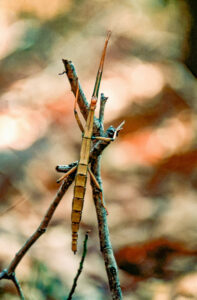 Grubb Ridge Trail, Walking Stick, October 1982, Digitized Kodachrome slide | Walking sticks are highly camouflaged insects that thrive in the deep woods like the Deam Wilderness’s mature eastern hardwoods. Also called stick insects, they live on every continent except Antarctica.