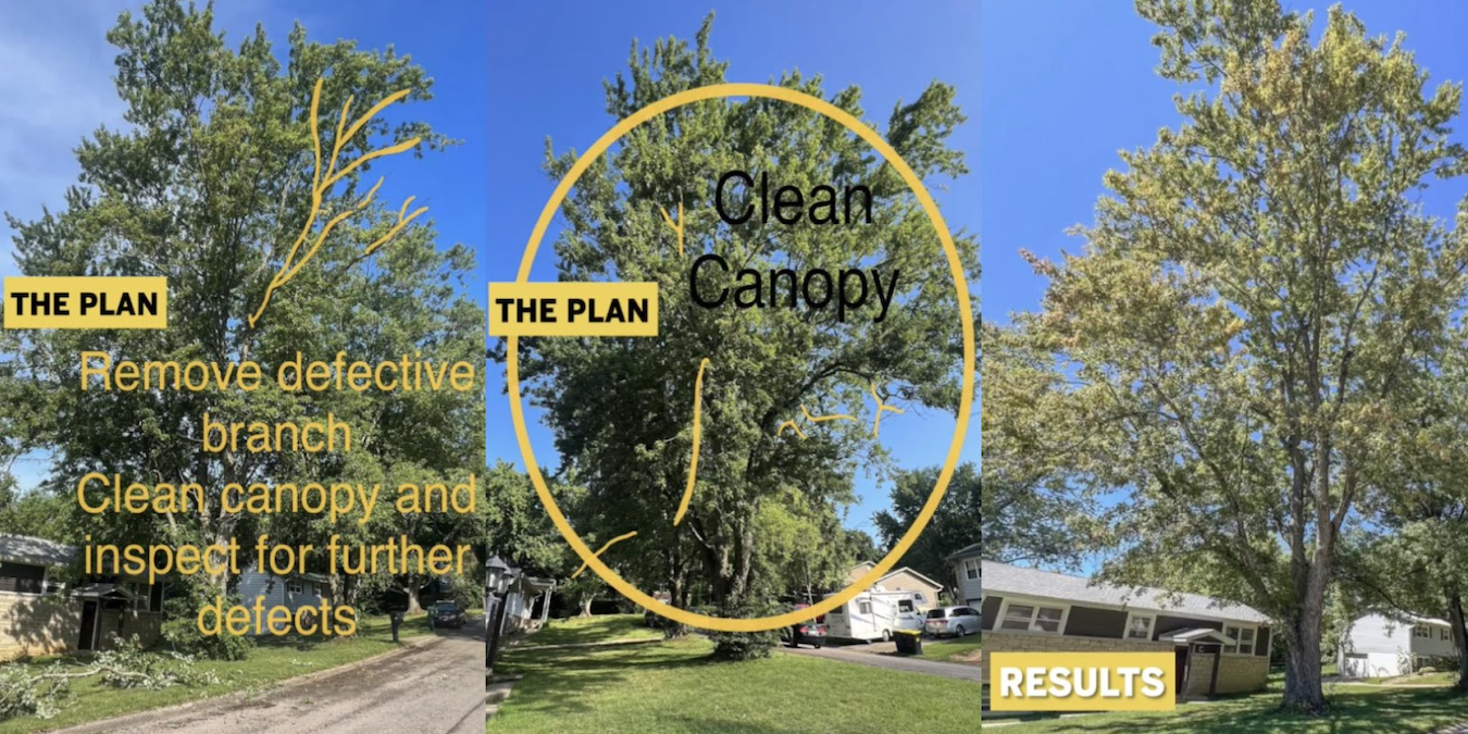 Click the image above or <a href="https://bluestonetree.com/portfolio/before-after-pruning-large-silver-maple-video-short/" target="_blank" rel="noopener">here</a> to watch a video of a mature silver maple tree being pruned. | Video by Bluestone Tree