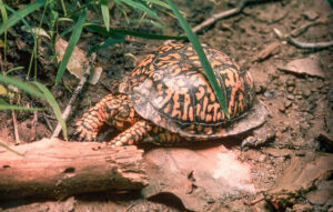 Grubb Ridge Trail, July 1982, Digitized Kodachrome slide | The Indiana Department of Natural Resources designates the Eastern Box Turtle as a Species of Special Concern in Indiana. Box turtles are long-living, slowly maturing reptiles who produce few offspring and have a high mortality rates due to accidents on roads.