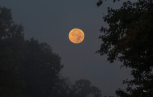 Harvest Moon — This was taken from my driveway. It was still dark out when I began shooting. I followed it down through the trees as the color became very ominous in the sky. The sun was just beginning to rise. Tunnel Road, Unionville, Indiana