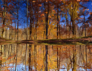 Fall scape — This was taken in Brown County at a friend’s pond. I ran the picture through a paint app then flipped it. My friend’s pond is off Bear Creek Road. The reflection in the pond under the shade of the trees is peaceful.