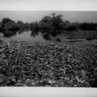 Cornes de Vache (Cow Horns), Conakry, Guinea, 2009, Gelatin Silver Print. The unused parts of cattle are sorted into piles by the river, where they will remain.