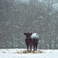 Calf in snow — I looked out my window and could see that the snow was going down thick. I grabbed my camera and made my way to the farm in my neighborhood. The calf in the field was staring at me as if they weren’t happy about it. There were other cows close by but I cropped it to enhance the feeling. I was happy a small amount of their breath came out in the shot.