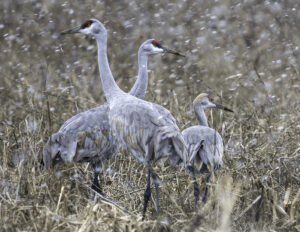 You Never Know What You’ll Find, but a forty-minute drive on a dark and snowy day got me my only family group sandhill shot ever. An all-time favorite of mine, which would have been quite ordinary on a day with great light.