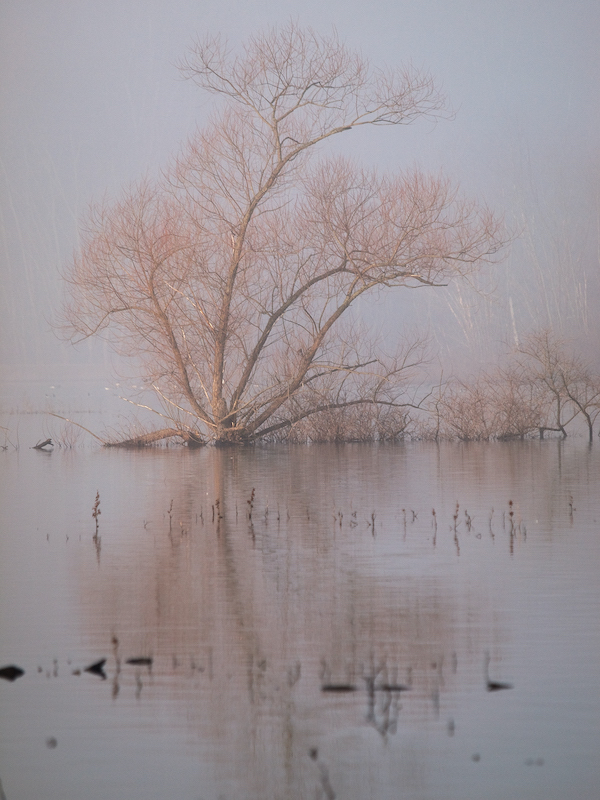 Stillwater Marsh, “Only possible at first light, as it started to beat through the mist.” | Photo by Jeff Danielson
