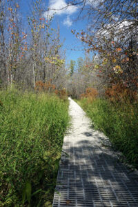 The boardwalk at Sycamore Land Trust’s Beanblossom Bottoms Nature Preserve. | Photo by Anne Kibbler