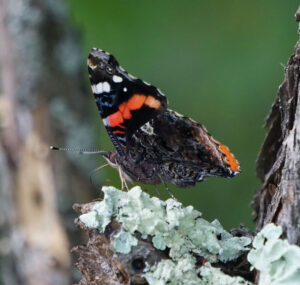 Wetland resident red admiral butterfly. | Photo by Anne Kibbler