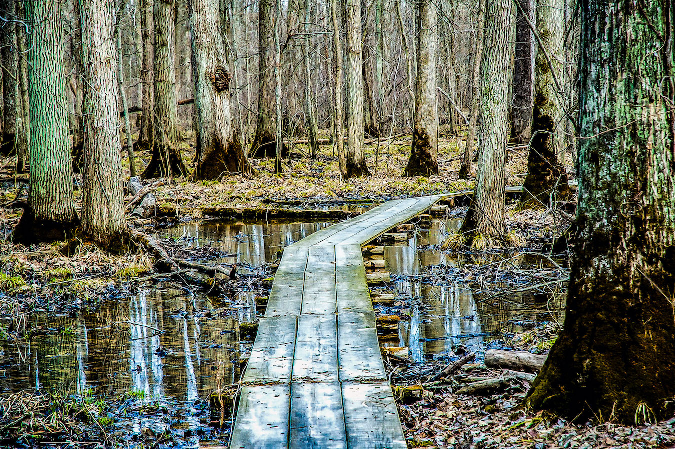 Beanblossom Bottoms Nature Preserve, March 2014—Raised, wooden boardwalks over water, like this one at Beanblossom Bottoms, are common in the Colombian Amazon. The author re-honed his wetland photography techniques at Beanblossom for his trip to the jungle in June.