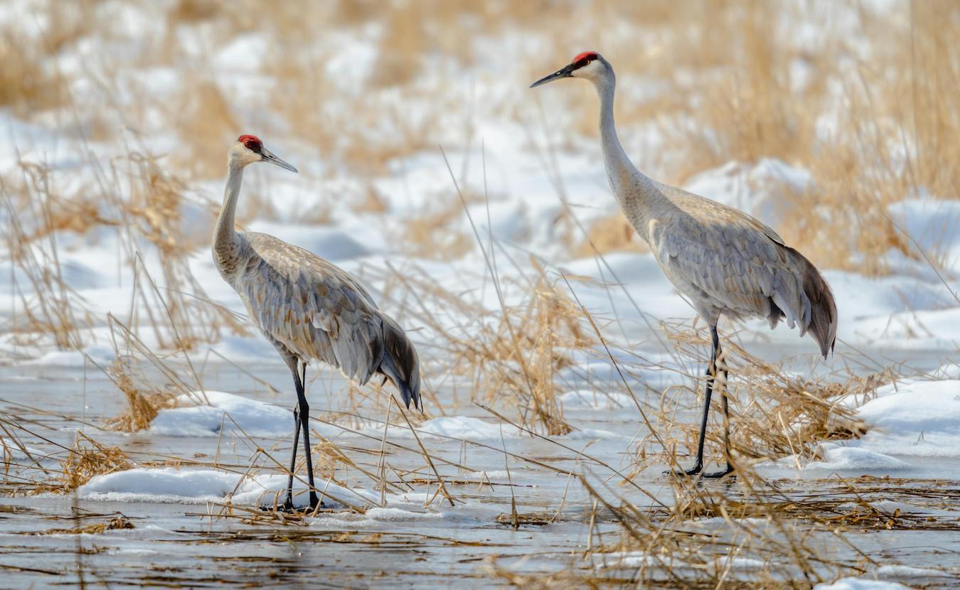 The Marsh Madness Festival in Linton, Indiana, is February 14–15 at Goose Pond Fish & Wildlife Area. The annual event celebrates the sandhill crane migration that stops in Greene County and fuels an economic boost to the community. Above, sandhill cranes in Elkhart, Indiana. | Photo by Tina Nord